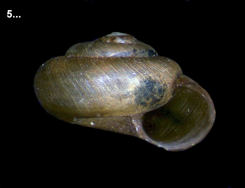 Identificazione piccoli molluschi spagnoli spiaggiati